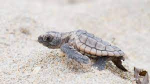 Van más de 4 mil nidos y cerca de 40 mil tortugas liberadas en Cozumel