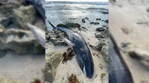 Encuentran a una ballena muerta en la orilla de la Isla de Cozumel