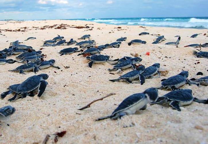 En marcha programa de liberación de tortugas marinas en Cozumel