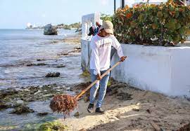 Ayuntamiento toma medidas ante llegada de sargazo a costas de Cozumel