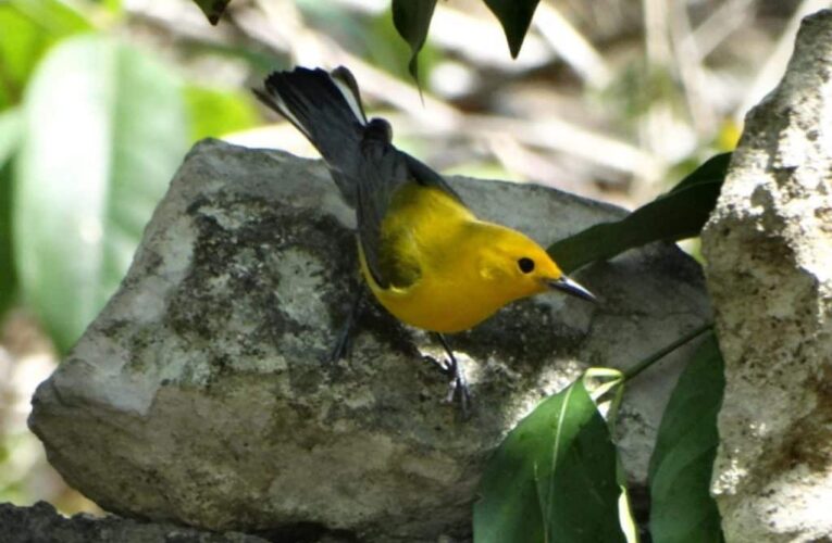 REGISTRAN EXPLORADORES INFANTILES 13 ESPECIES DE AVES DURANTE LA PAJAREADA EN COZUMEL