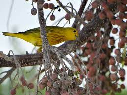 Nombran a Cozumel primera ‘Ciudad de las Aves’ en Latinoamérica