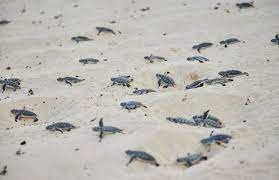 Cozumel clausura temporada de tortugas marinas con más de mil nidos