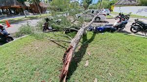 Cae rama de gran árbol sobre un taxi en Cozumel