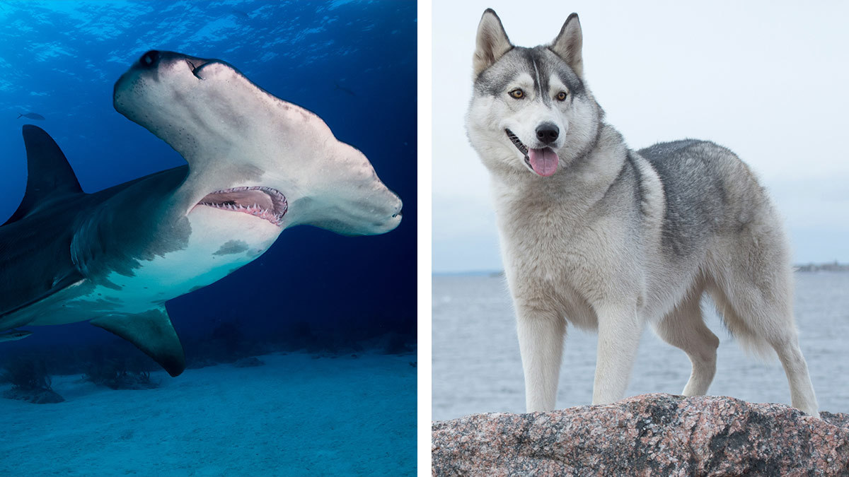 Perro enfrenta un tiburón martillo