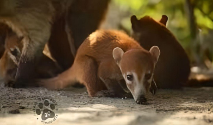 Descubre al Coatí Isleño: La hermosa especie endémica de Cozumel