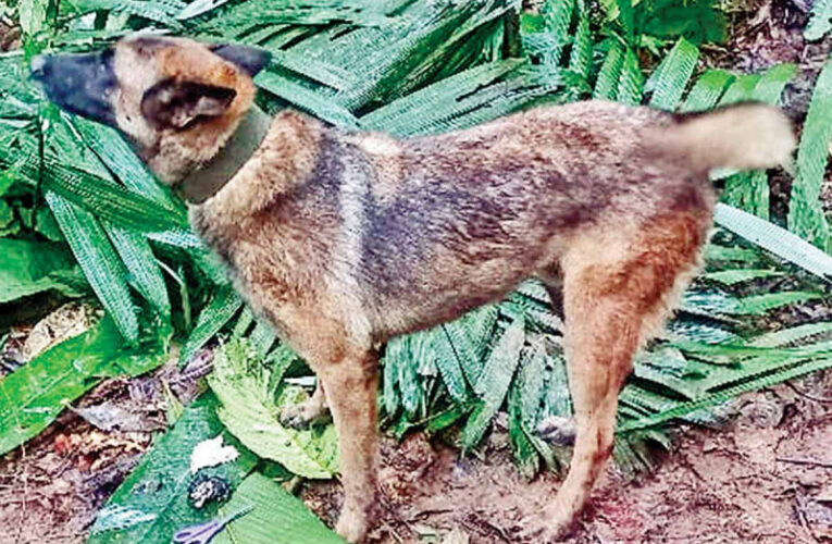 Buscan a Wilson, perro rescatista, en la selva 70 militares