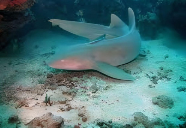 Presencia de tiburones en Cozumel revela zonas de 'guarderías' en arrecifes