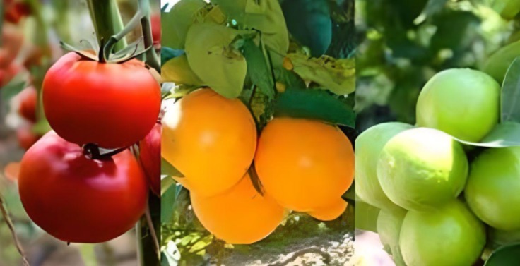 En Cozumel, disminuye el precio del limón, la naranja y el tomate