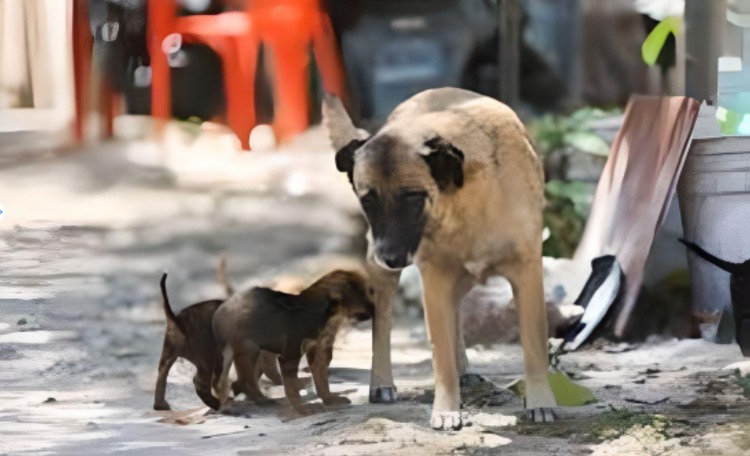 Esterilización: única arma contra la sobrepoblación de perros en Cozumel