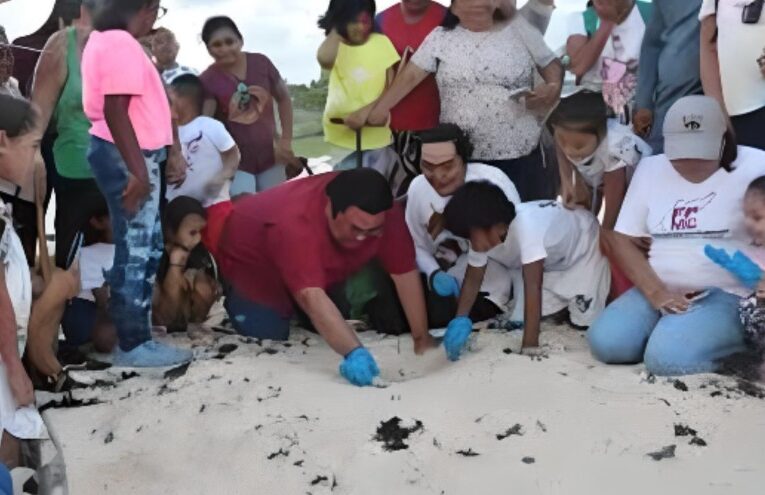 Liberan crías de tortugas marinas en Cozumel