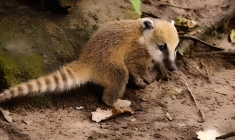 Alarma la cantidad de especies endémicas atropelladas en Cozumel