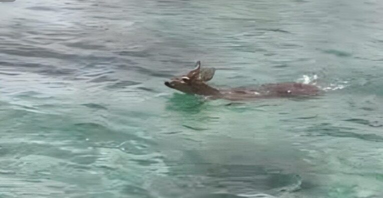 AMLO publica video de un venadito cola blanca rescatado en aguas de Cozumel