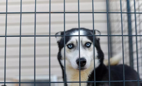 Aumenta preocupación por casos de robo y secuestro de mascotas en Cozumel