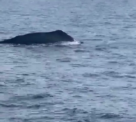 Expectación en redes sociales por avistamiento de ballena jorobada cerca de Cozumel