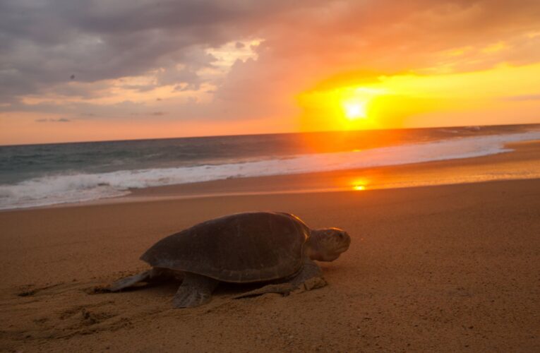 Predominan recales de tortugas muertas en costas de Cancún