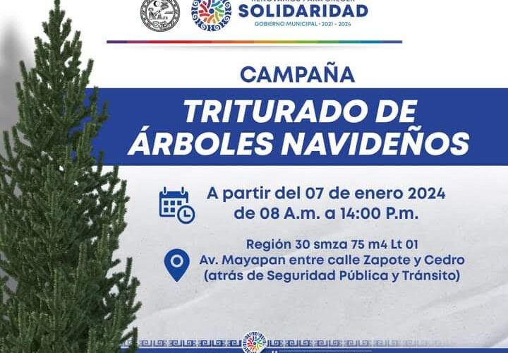 Transforma tu árbol en eco: Centro de acopio en Solidaridad