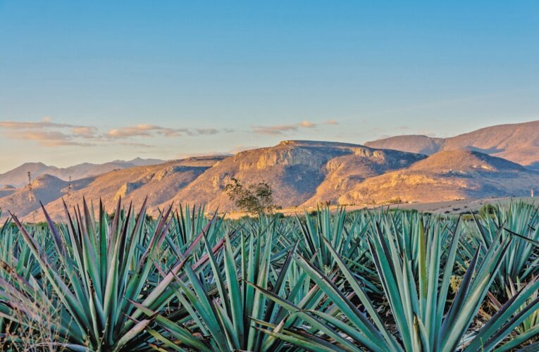 Tequila aumenta presencia y protección en Europa