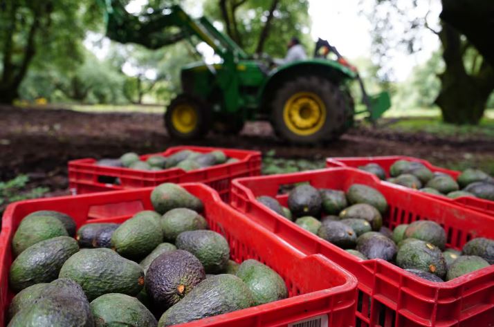 Exportará Jalisco más de 100 mil toneladas de aguacate a EU