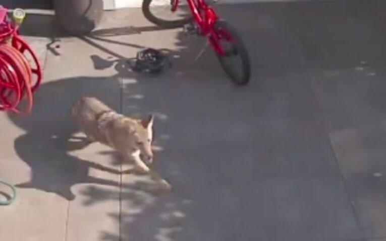 Coyote persigue a una niña de 4 años por el patio de su casa, la salva una mesa de juguete