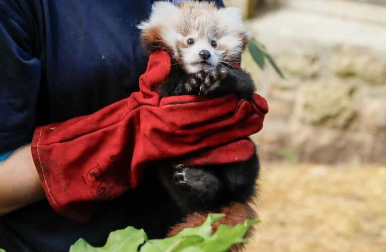 Bebé pandita rojo muere a causa del estrés