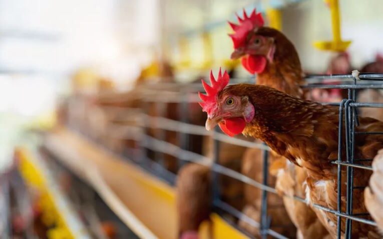 Activan cerco sanitario en en el ejido La Aurora, municipio de Gómez Palacio, tras confirmar gripe aviar en niña