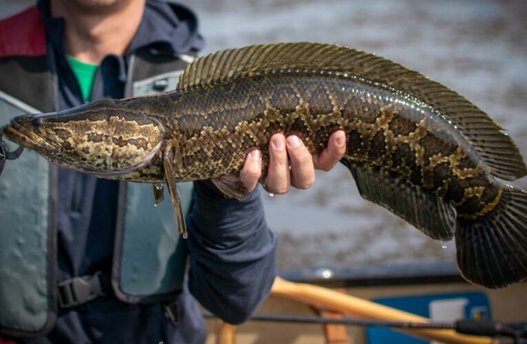 Alerta en EE. UU. por el pez cabeza de serpiente: respira aire y camina en tierra