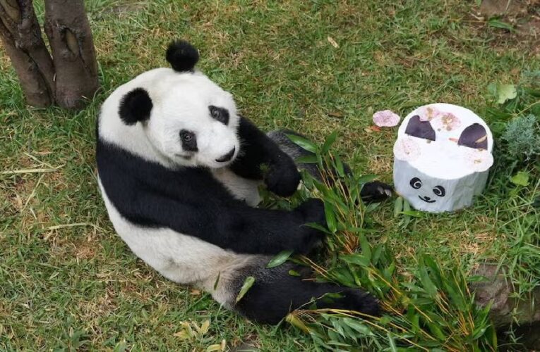 Xin Xin cumple 35 años y lanzan concurso para celebrar a la última panda gigante de México