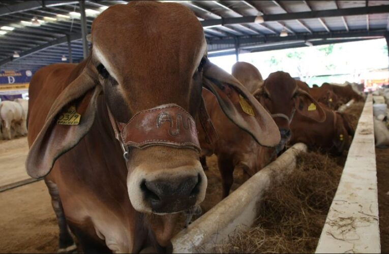 En riesgo 30 mil mdp por cierre a importación de ganado a Estados Unidos