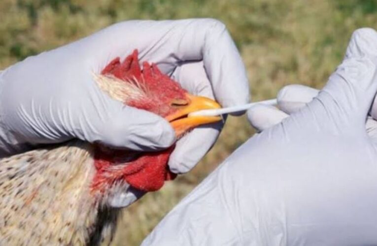 México suspende importación de productos avícolas de Brasil por brote de gripe aviar