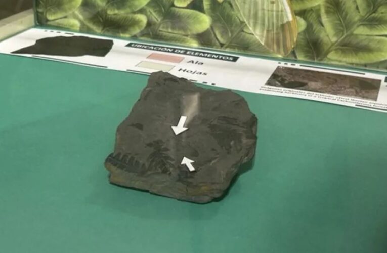 Exponen fósil de insecto con 300 millones de años de antigüedad en España