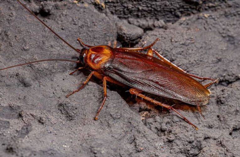 Así puedes localizar y eliminar un nido de cucarachas según la Inteligencia Artificial tras aumento por ola de calor en México