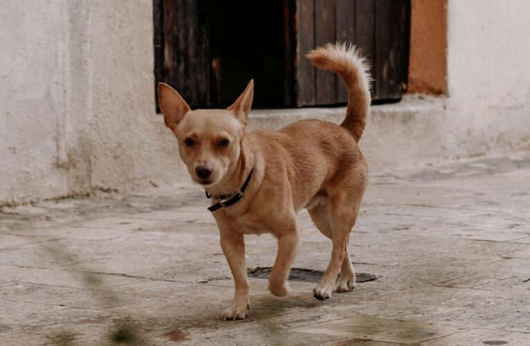 CDMX exige registro obligatorio de mascotas: multas superan los 2 mil pesos