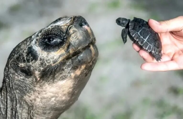Una tortuga gigante de Galápagos se convirtió en padre a los 134 años