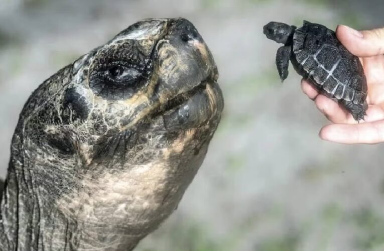 A sus 135 años, Goliat se convierte en padre por primera vez en el Zoológico de Miami