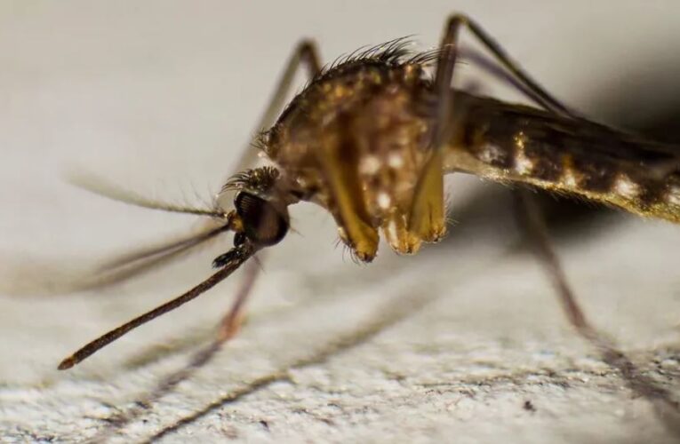 Disminuyen 55 por ciento las defunciones por dengue en México durante 2025