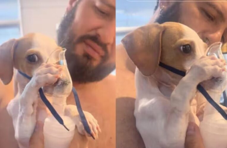 La historia de Tunico, el perrito que se volvió viral por sostener un nebulizador con sus patas