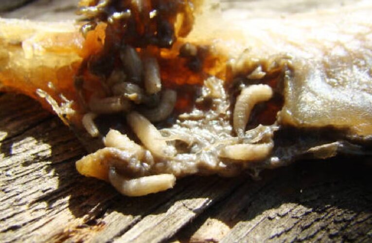 Primer caso humano del “gusano barrenador” en EE.UU.