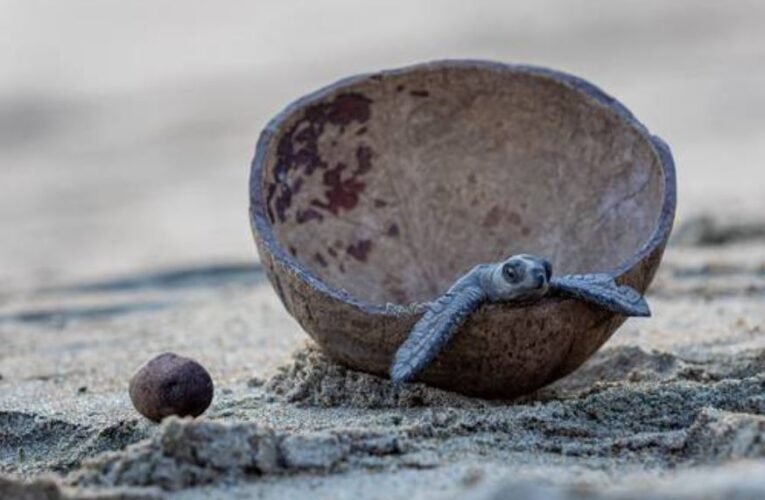 Miles de tortugas golfinas arriban antes de lo previsto a costas de Michoacán