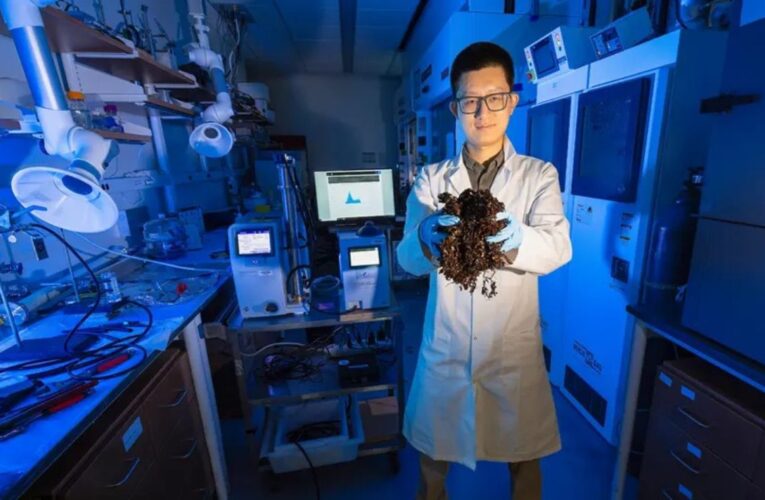 El sargazo podría revolucionar la próxima generación de televisores de pantalla plana