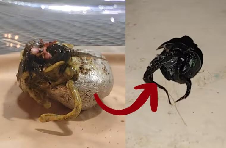 ¿Es real la criatura viral de Panamá? Esto se sabe sobre el objeto que comparan con “Venom”