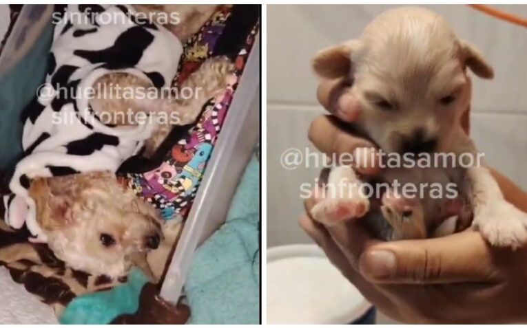 Adoptan a Cereza y a su cachorro Cerecito, perros sobrevivientes de la explosión de pipa de gas en Iztapalapa