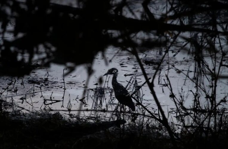 Por derrame de crudo, vecinos de Álamo temen daños a su salud