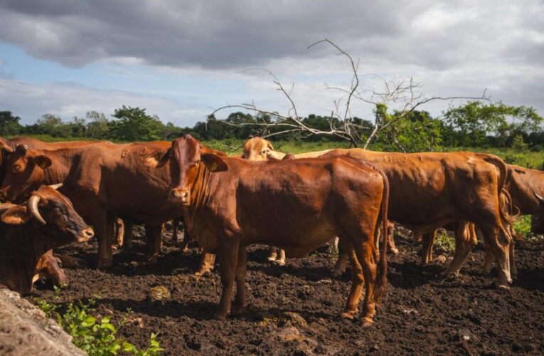 Yucatán logra 90% de recuperación por gusano barrenador y sin sacrificio animal