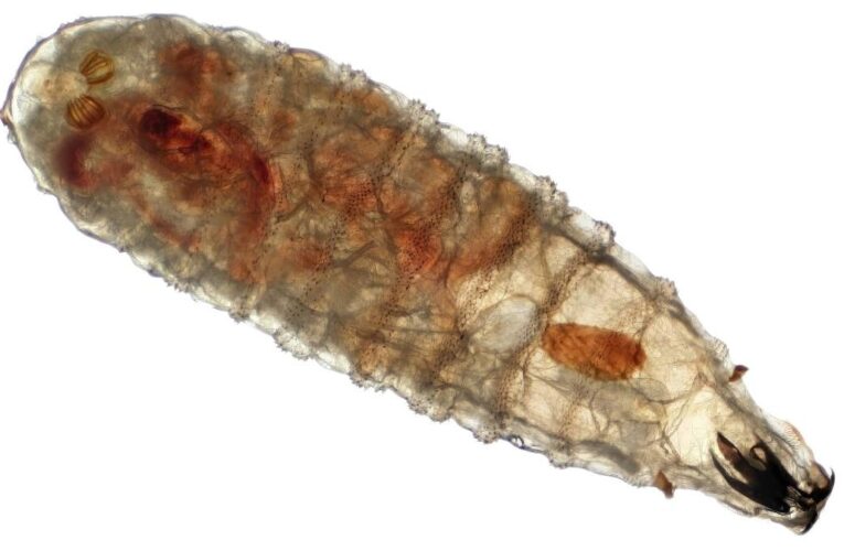 Yucatán reporta quinto caso humano de gusano barrenador