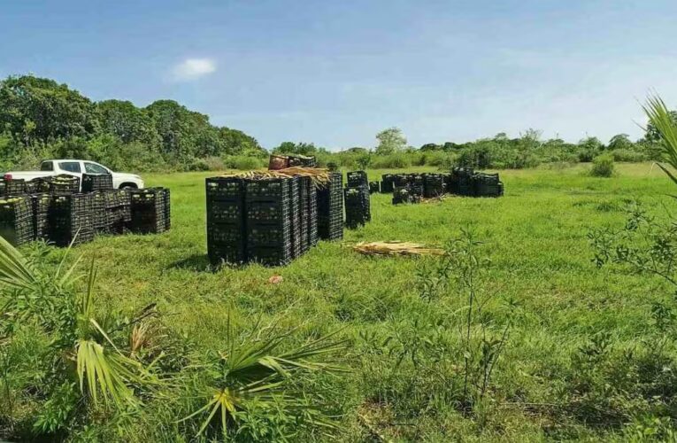 Roban a la Marina 22 toneladas de mango