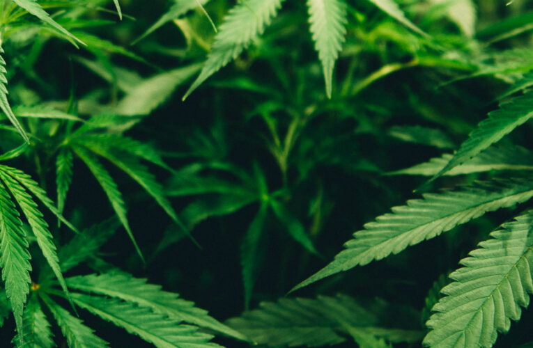 Cannabis aumenta la inflamación cerebral en episodios psicóticos, revela estudio