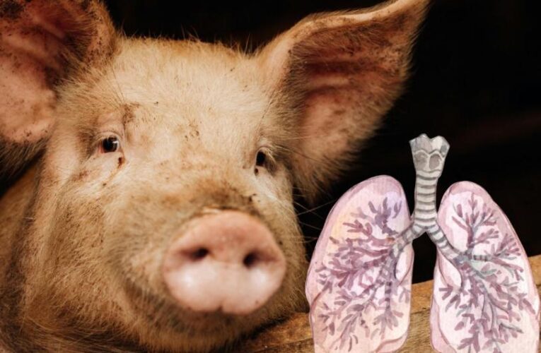 España alerta a la OMS por posible transmisión de gripe porcina entre humanos