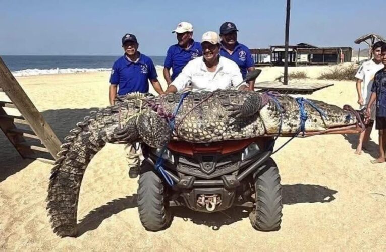 Capturan y reubican a cocodrilo de tres metros en Playa Bacocho, Oaxaca