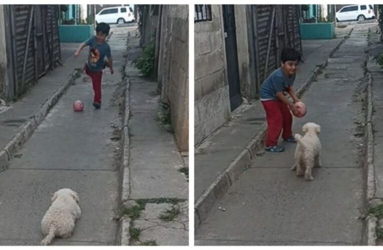 Pequeño juega futbol con su perrito portero y conquista redes